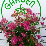 Tavoľník japonský (Spiraea japonica) ´NEON FLASH´ - výška 30-40 cm, kont. C3L